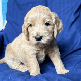 Duke - Apricot Goldendoodle puppy in Salem, Oregon from Capital Doodles