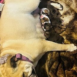 Bulldog Puppies from K&D Bulldogs