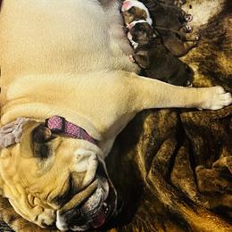 Bulldog Puppies from K&D Bulldogs