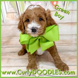 Green Boy - Red  male Goldendoodle puppy in Taneytown, Maryland from Curlydoodles