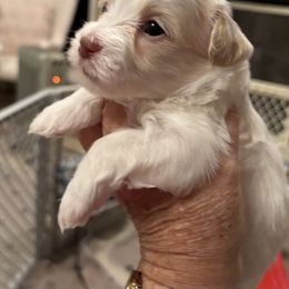Cream male - Cream male Havanese puppy in East Lansing, Michigan from VanCort's Happy Havanese