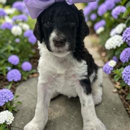 Padme - Parti female Poodle puppy in Prosperity, Pennsylvania from Stelladoodles & Company