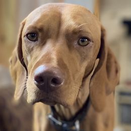 Jayce - Vizsla