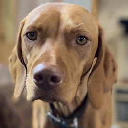 Jayce - Vizsla