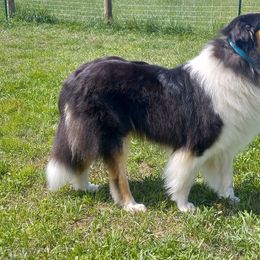 Moose - Collie