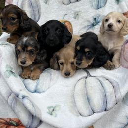 Dachshund Puppies from Golden Creek Farm