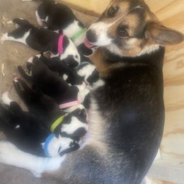 American Corgi and Pembroke Welsh Corgi Puppies from Bone Creek Ranch