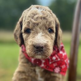 Goldendoodles from Holloway Goldendoodles