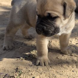 Belle - Fawn female Cane Corso puppy in Vernal, Utah from Diamond Ridge Cane Corsos