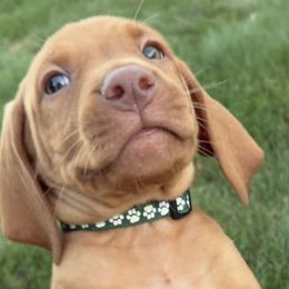 Vizsla Puppies from Shepherd Family Vizslas