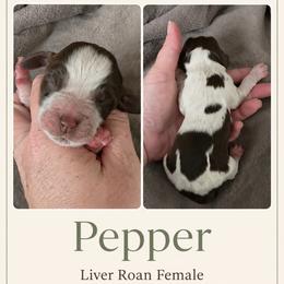 Pepper - Tri-Roan female English Springer Spaniel puppy in Fort White, Florida from Thunderbird Springers