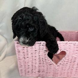 Violet - Black female Poodle puppy in Longview, Washington from Evergreen Miniature Poodles