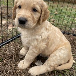 Golden Retriever Puppies from O’Shields Golden Paws