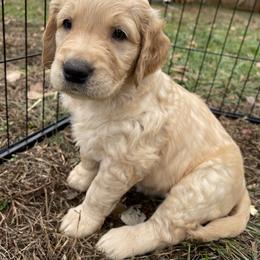 Golden Retriever Puppies from O’Shields Golden Paws
