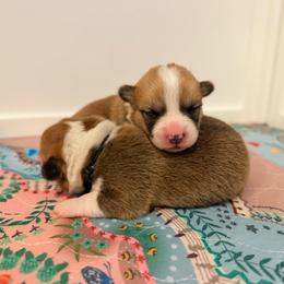 Girl 1 - Red female Pembroke Welsh Corgi puppy in Yulee, Florida from Pembroke Welsh Corgis at Belle Haven