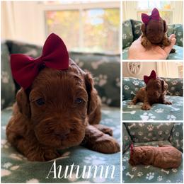 Autumn - Caramel red female Australian Labradoodle puppy in Summerfield, North Carolina from Four Oaks Labradoodles
