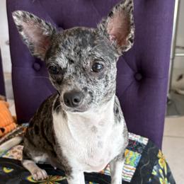 Raven - Chihuahua