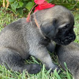 Mastiff Puppies from Treasure Coast Mastiffs