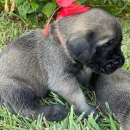 Mastiff Puppies from Treasure Coast Mastiffs