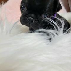Purple Girl - Black female Pug puppy in Weirsdale, Florida from Splash of Color Pug's