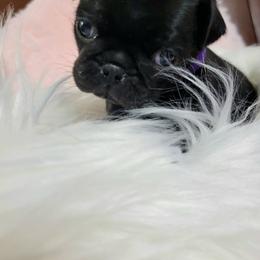 Purple Girl - Black female Pug puppy in Weirsdale, Florida from Splash of Color Pug's