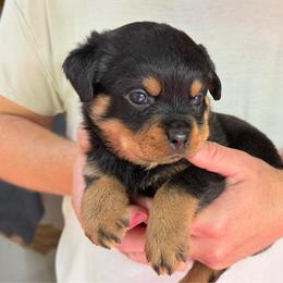 May - Black and mahogany female Rottweiler puppy in Gloster, Mississippi from Mississippi Rottweilers