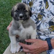 5 - Girl - Fawn female Anatolian Pyrenees puppy in Marysville, Ohio from Brotherton Family Farms