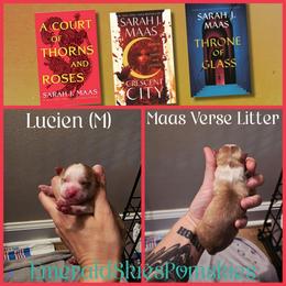 Lucian - Red and white male Pomsky puppy in Sumter, South Carolina from Emerald Skies Pomskies