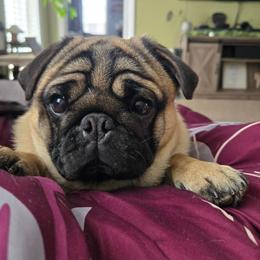 Bruce - Pug