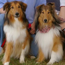 Shetland Sheepdogs from Rivertree K9s