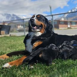 Bernedoodle, Bernese Mountain Dog, Cavapoo, Goldendoodle, and Poodle Puppies from Happy Valley Puppies