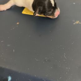 Guy - Piebald male Dachshund puppy in Conroe, Texas from R&M Dachshunds