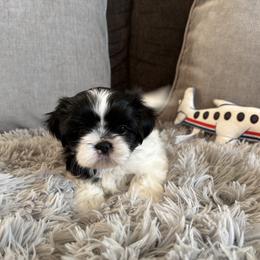Shih Tzu Puppies from DESERT ROYAL SHIH TZU