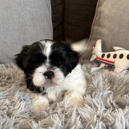 Shih Tzu Puppies from DESERT ROYAL SHIH TZU