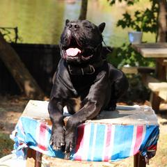 Convoy - Perro de Presa Canario