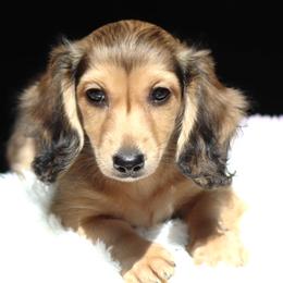 Clarissa - Cream female Dachshund puppy in Azle, Texas from American Dachshunds