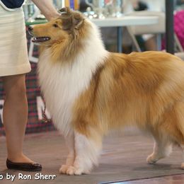 Collie Puppies from Creekwood Collies