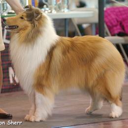 Collie Puppies from Creekwood Collies