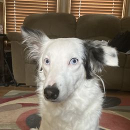 River - Border Collie