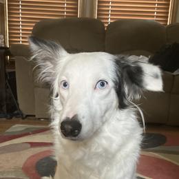 River - Border Collie