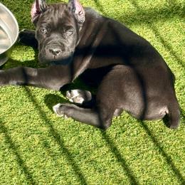 Orange - Black male Cane Corso puppy in Mc Ewen, Tennessee from Worldwide Kennels