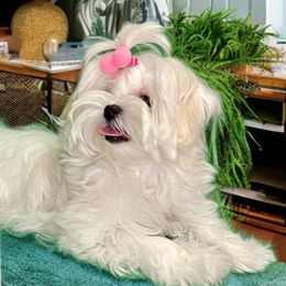 Maggie - Maltese
