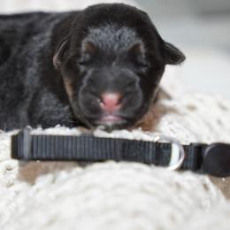 Wednesday - Black and red female German Shepherd puppy in Llano, Texas from Von Ark German Shepherds
