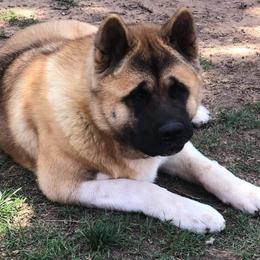 Andy - Akita