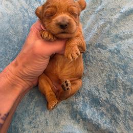 Mayte - Red female Cavapoo puppy in Gresham, Oregon from Paisley Cavapoos
