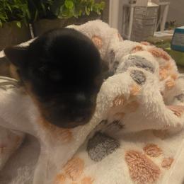 Gracie (Turquoise) - Black and tan female Yorkshire Terrier puppy in Fayetteville, Tennessee from Mina's Yorkies