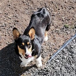 Holly - Pembroke Welsh Corgi