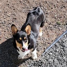 Holly - Pembroke Welsh Corgi