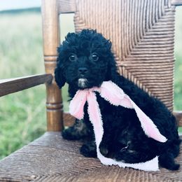 Percy - Tri-color female Cavapoo puppy in Somerset, Kentucky from Hilltop Doodles KY LLC