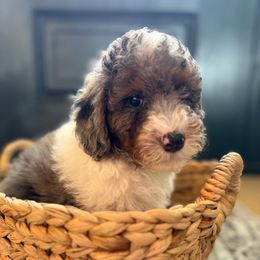 Girl 4 - Merle female Cavapoo puppy in Indiahoma, Oklahoma from Farm Fresh Doodles